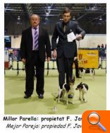 Un ejemplar de Ratonero Valenciano de Burriana se alza con el premio del Campeonato Canino de España - (foto 7)